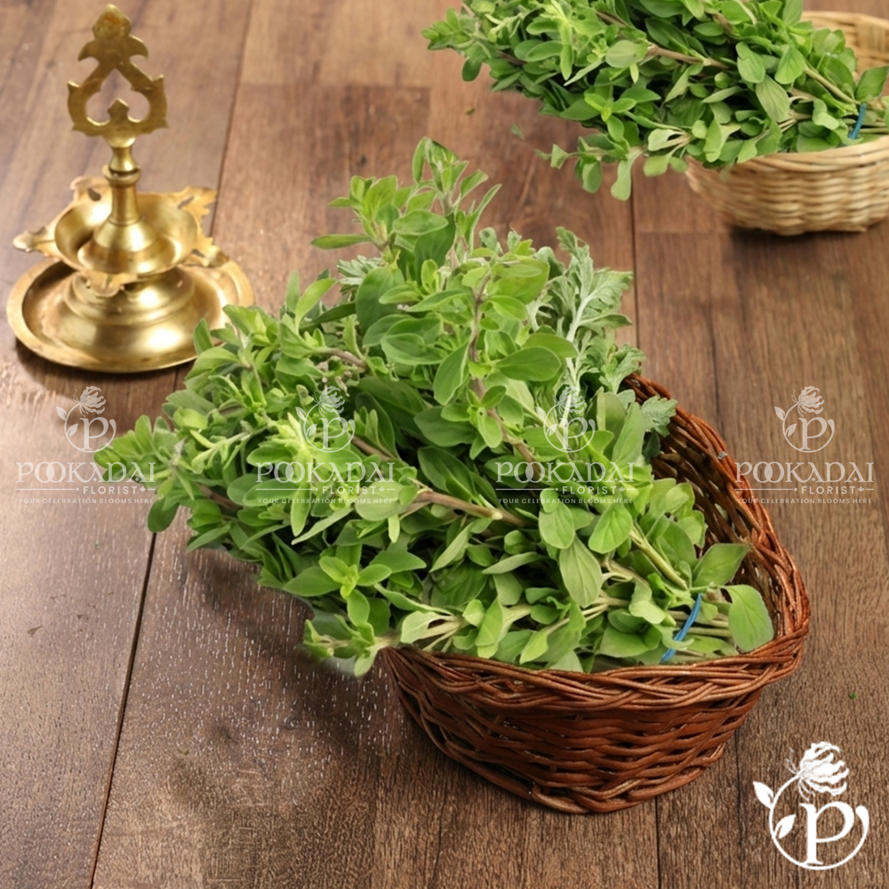 Marugu | Maruvam | Marjoram Leaves | Marwa Patta – Pookadai Florist Toronto