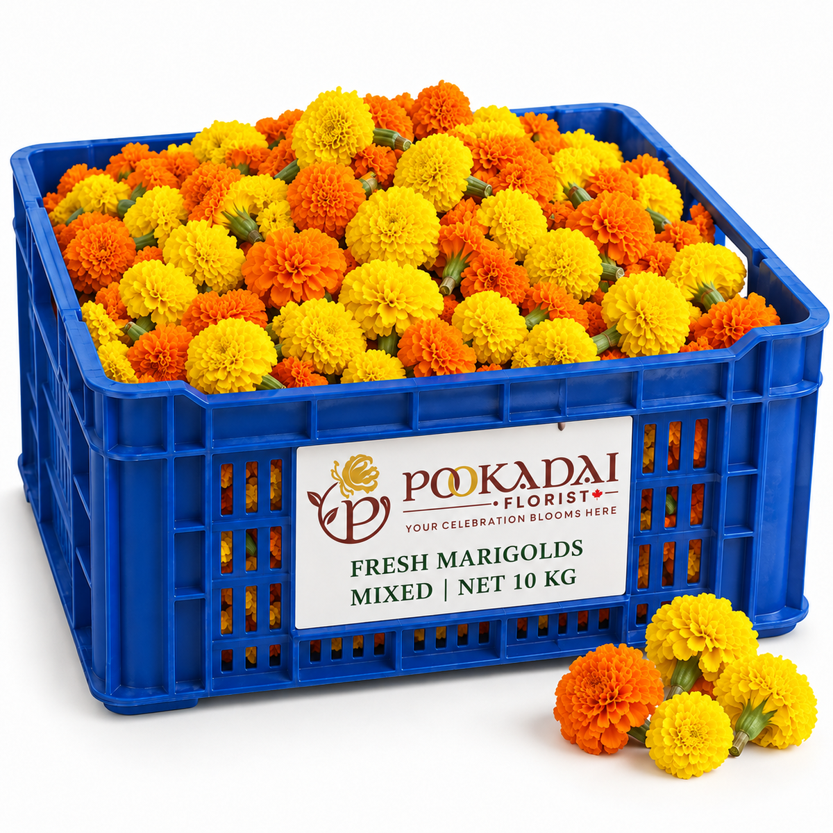Fresh Marigold | Sevvanthi | Genda – Bulk Box (10 KG)