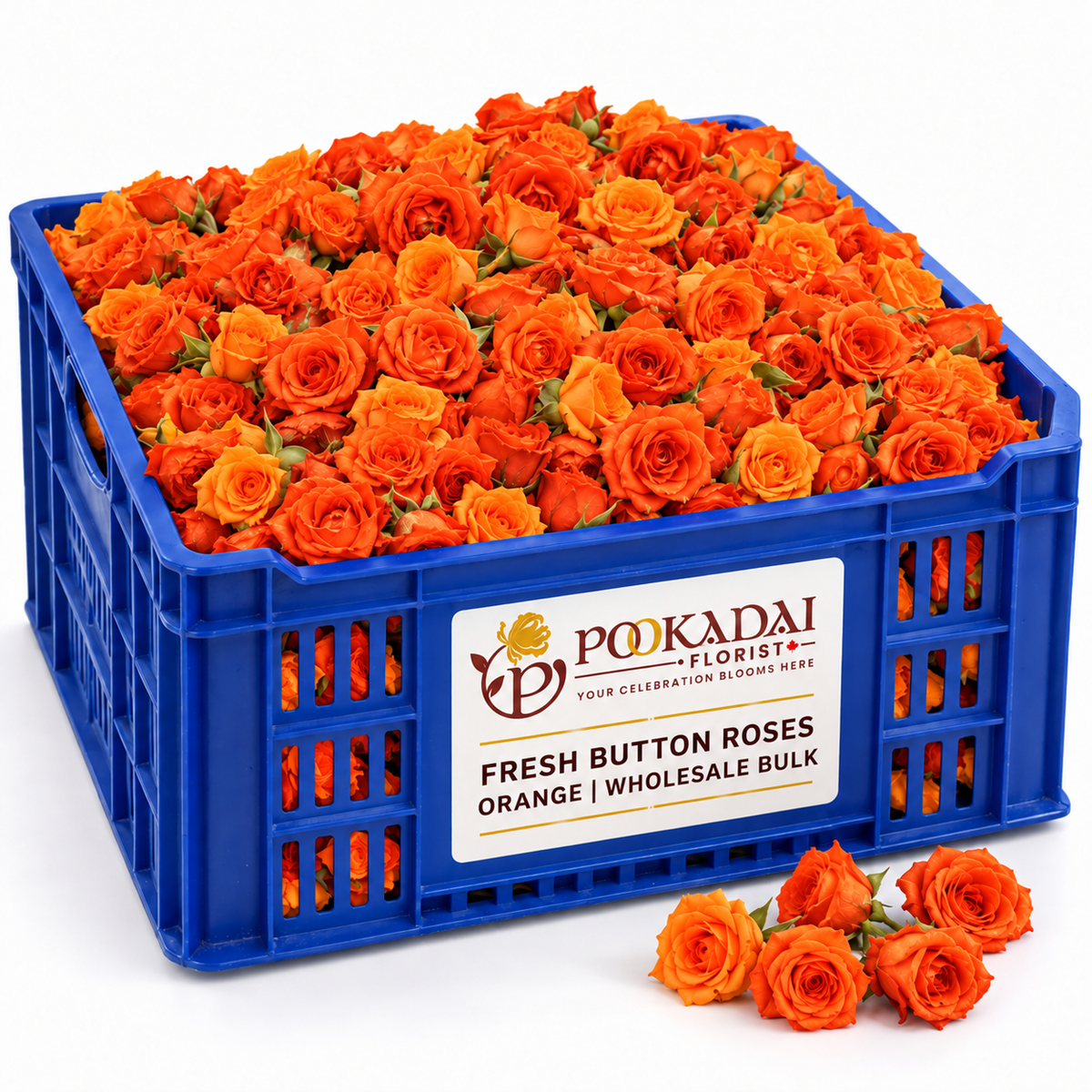 Fresh Button Roses – Bulk Box (10 KG)