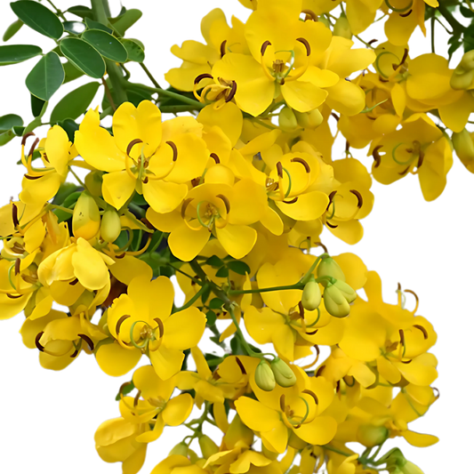 Aavaram poo/ Tanner - Pookadai Florist Toronto