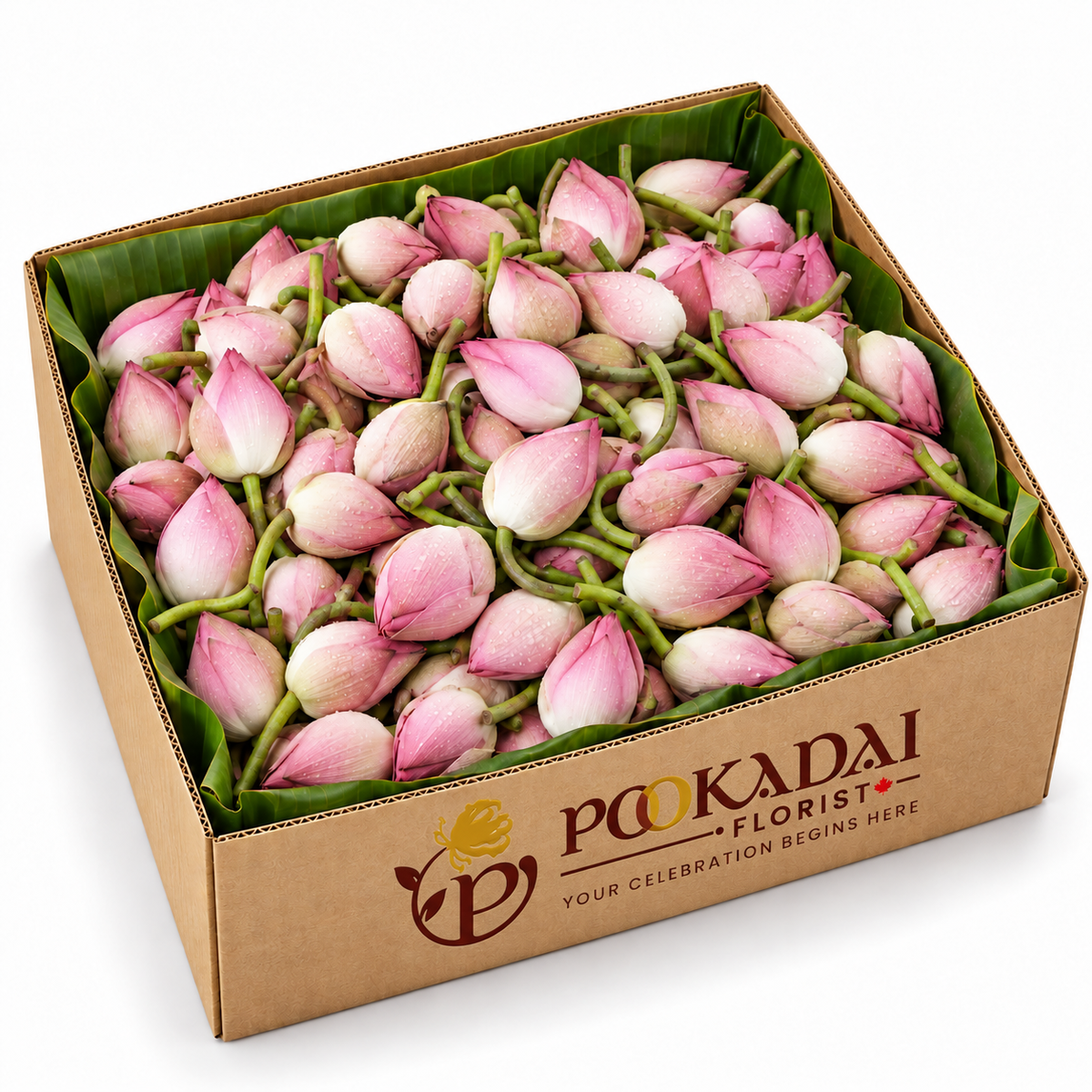 Fresh Lotus | Thamarai | Kamal – Bulk Box (100 Buds)