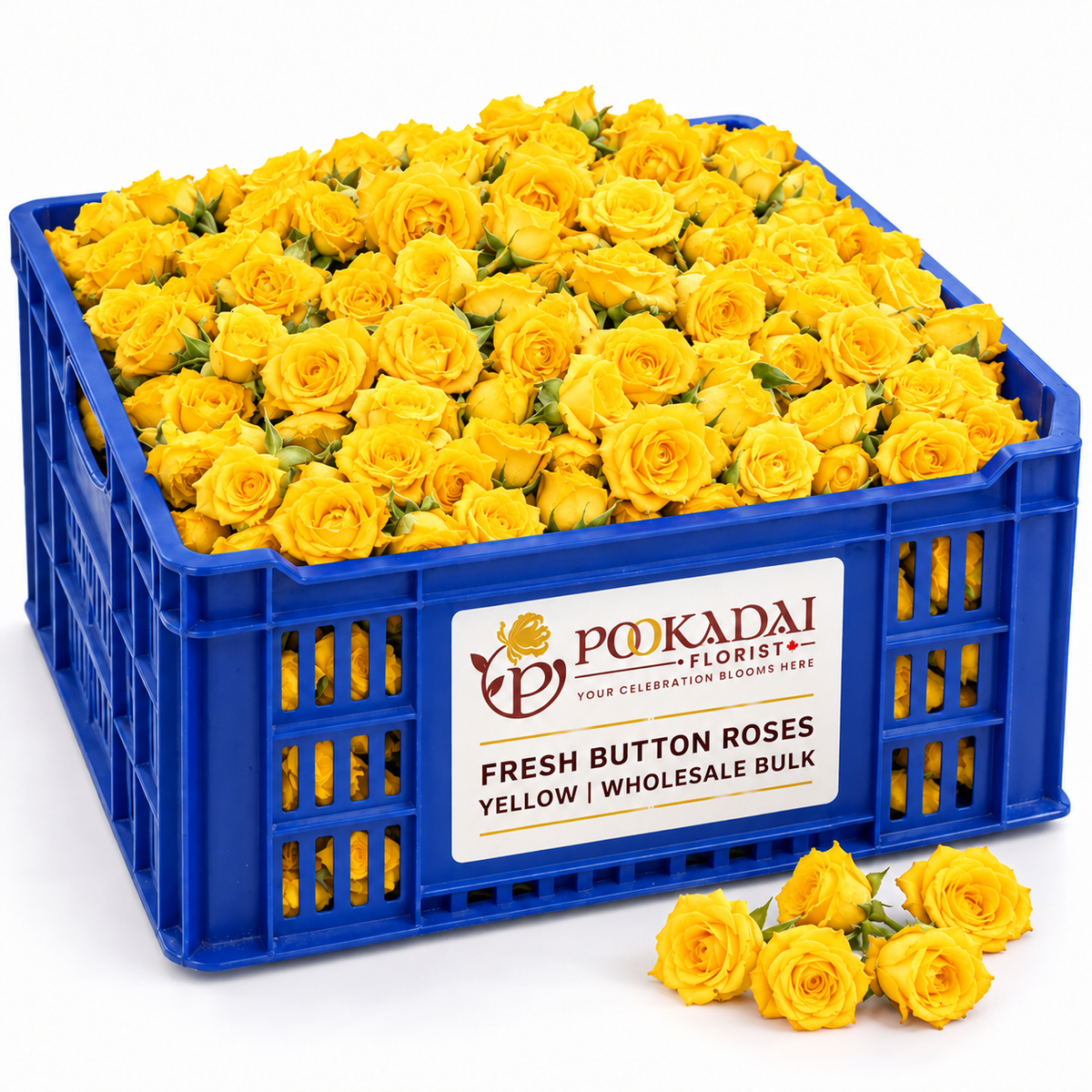 Fresh Button Roses – Bulk Box (10 KG)