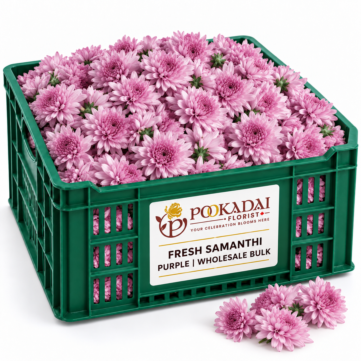 Samanthi | Chrysanthemum Loose – Bulk Box (10 KG)