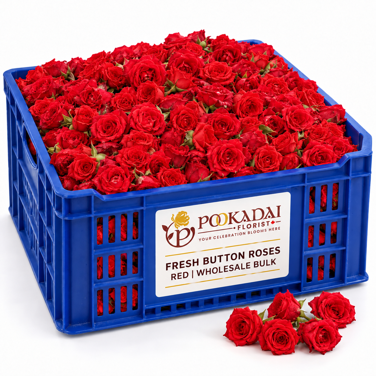 Fresh Button Roses – Bulk Box (10 KG)