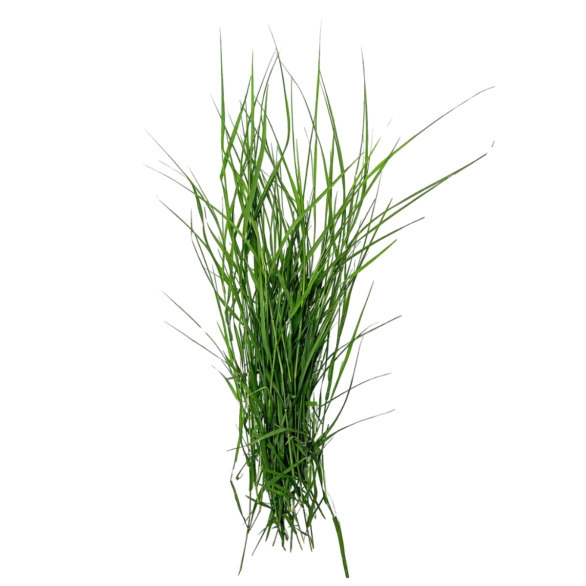 Arugam Grass - Pookadai Florist Toronto