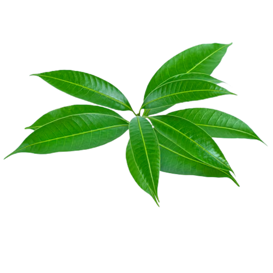 Mango Leaves