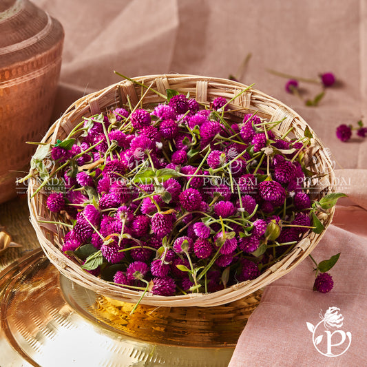 Globe Amaranth Flower | Vaada Malli | Gomphrena Flower
