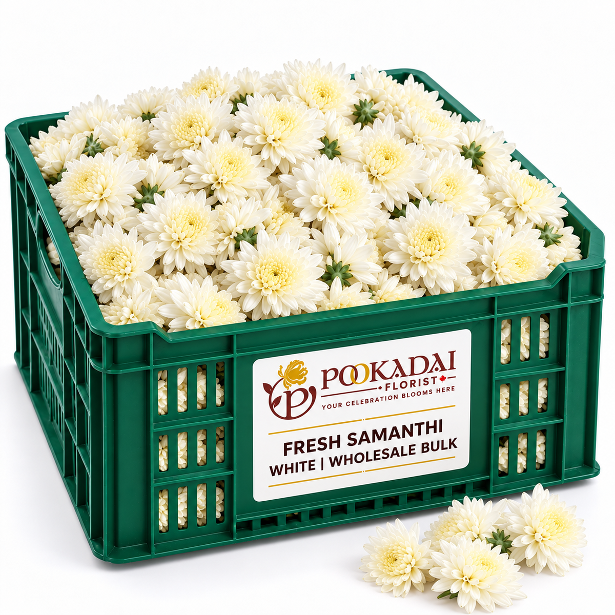 Samanthi | Chrysanthemum Loose – Bulk Box (10 KG)