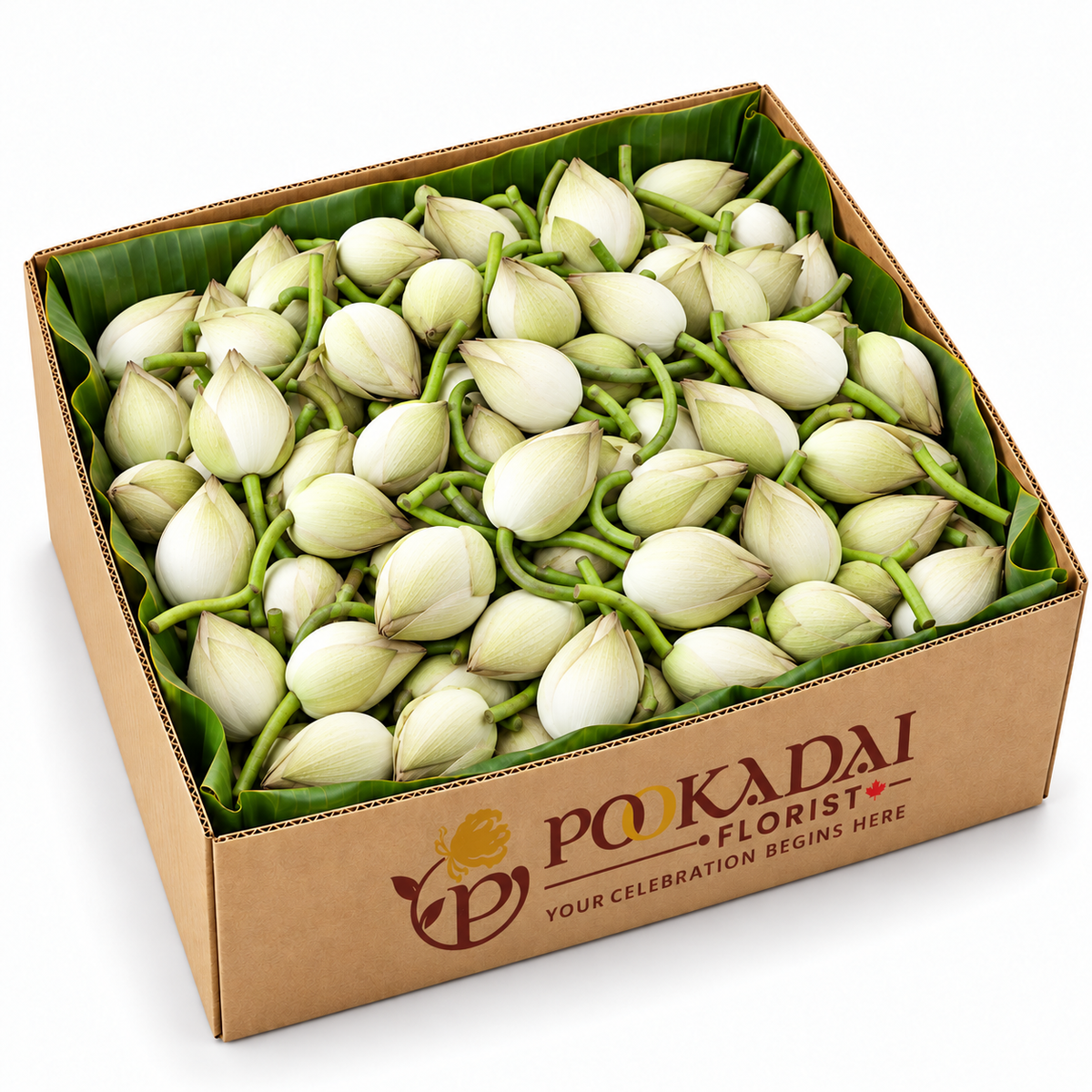 Fresh Lotus | Thamarai | Kamal – Bulk Box (100 Buds)