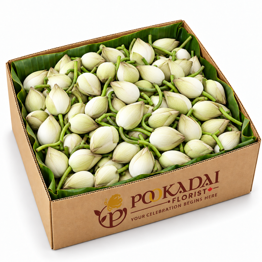 Fresh Lotus | Thamarai | Kamal – Bulk Box (100 Buds)