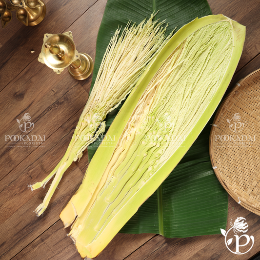Areca Palm Tender Leaf | Pakku Maram Kuruthu | Supari Ped Ka Kaccha Patta