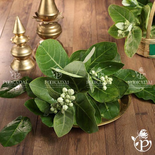 Crown Flower Leaves | Erukku Leaves | Aak Patta