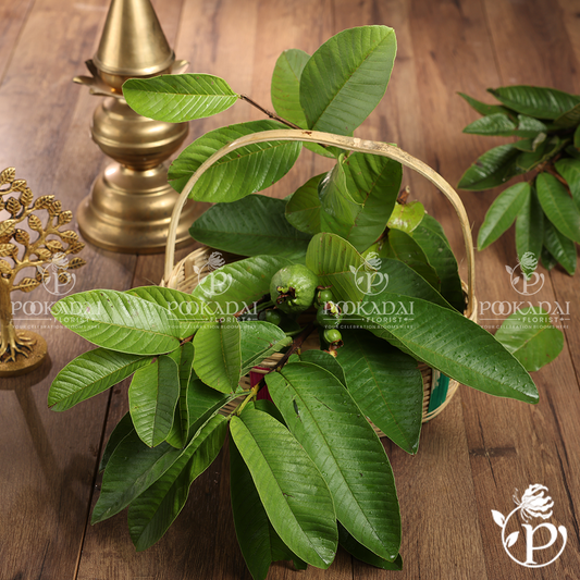 Guava Leaves | Seebe Leaves | Amrud Patta