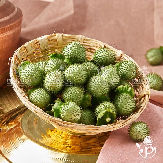 Datura Fruit (Moon Seeds)