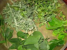 Leaves For Ganesh Patri Pooja