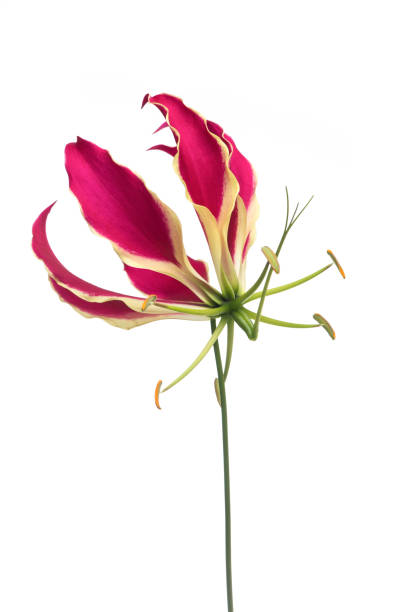 Karthigai Poo ( Gloriosa)