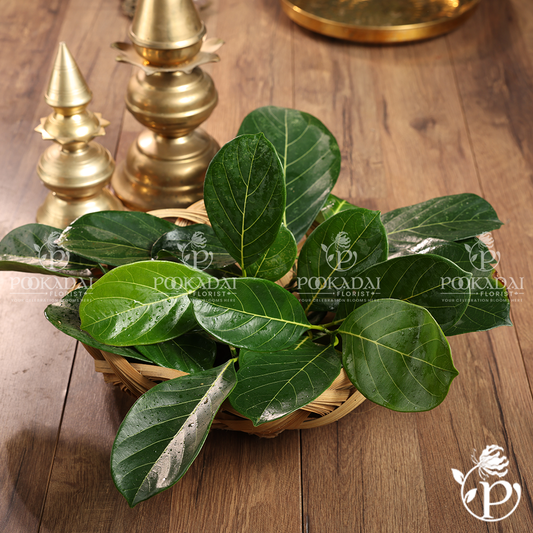 Jackfruit Leaves | Halasu | Pala Leaves | Kathal Patta