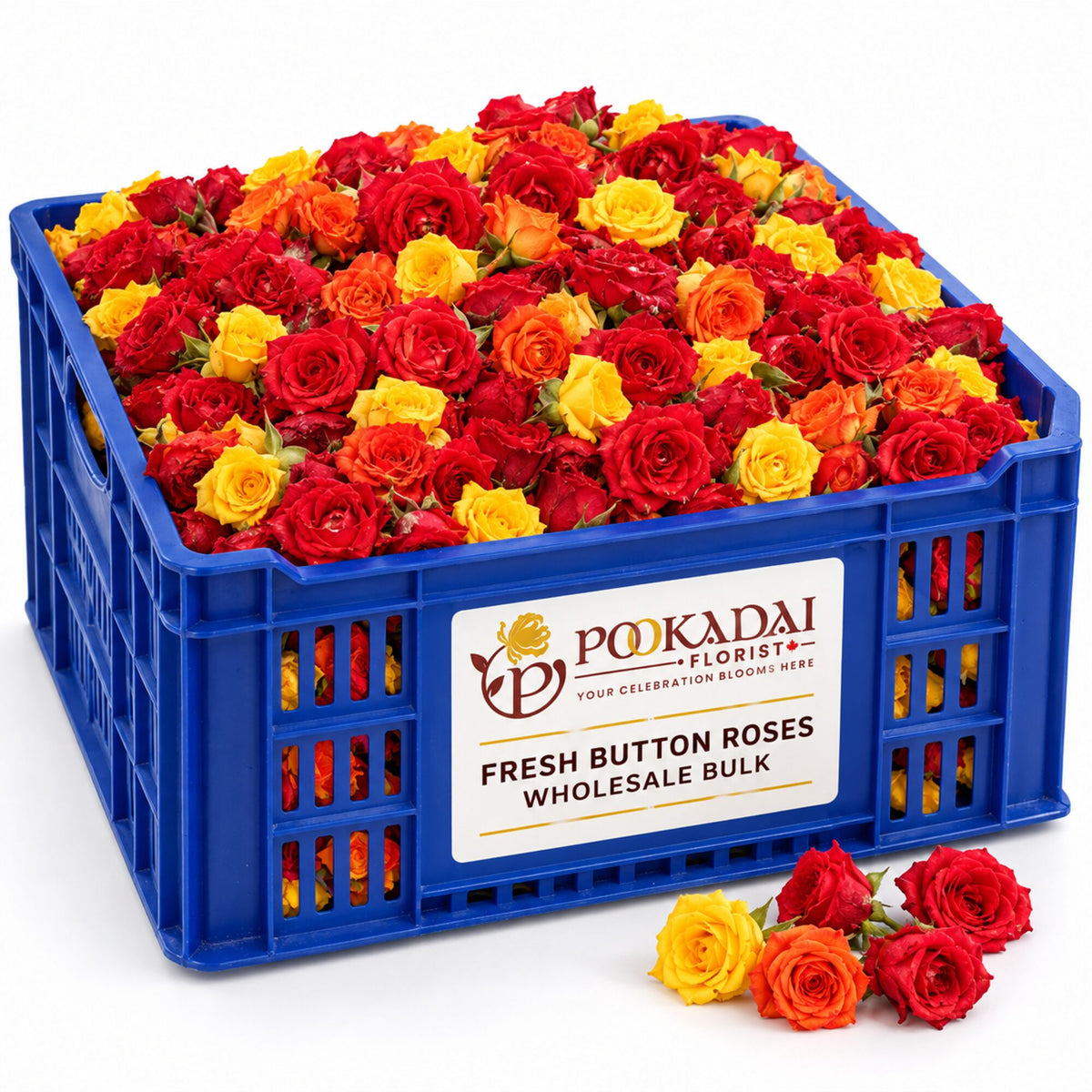 Fresh Button Roses – Bulk Box (10 KG)