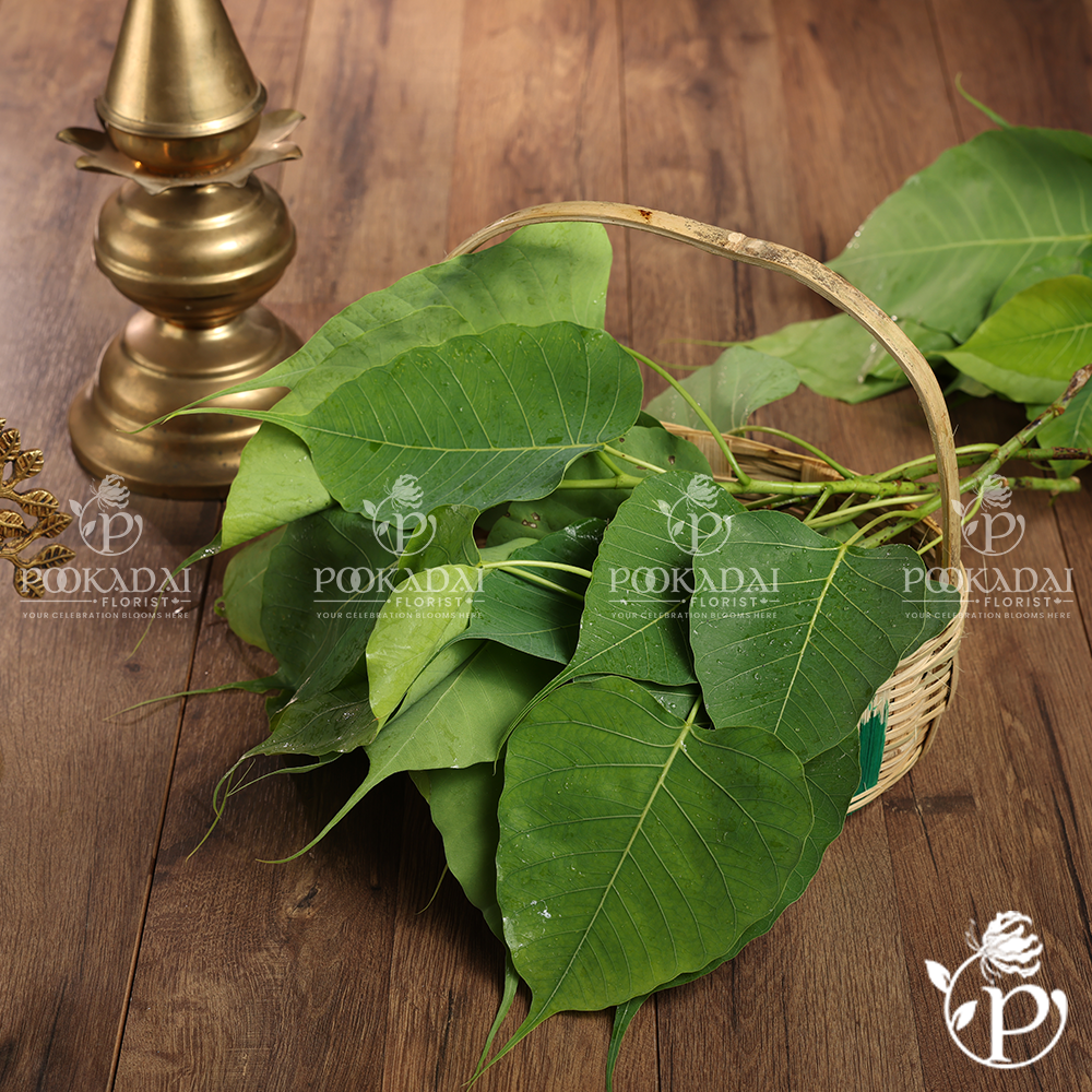 Sacred Fig Leaves | Arasu Leaves | Peepal Patta – Pookadai Florist Toronto