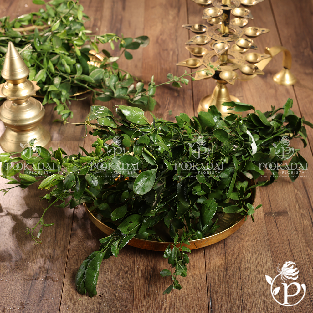 Vilvam Leaves | Bel Patra – Bulk Box (1 KG Styrofoam Box)