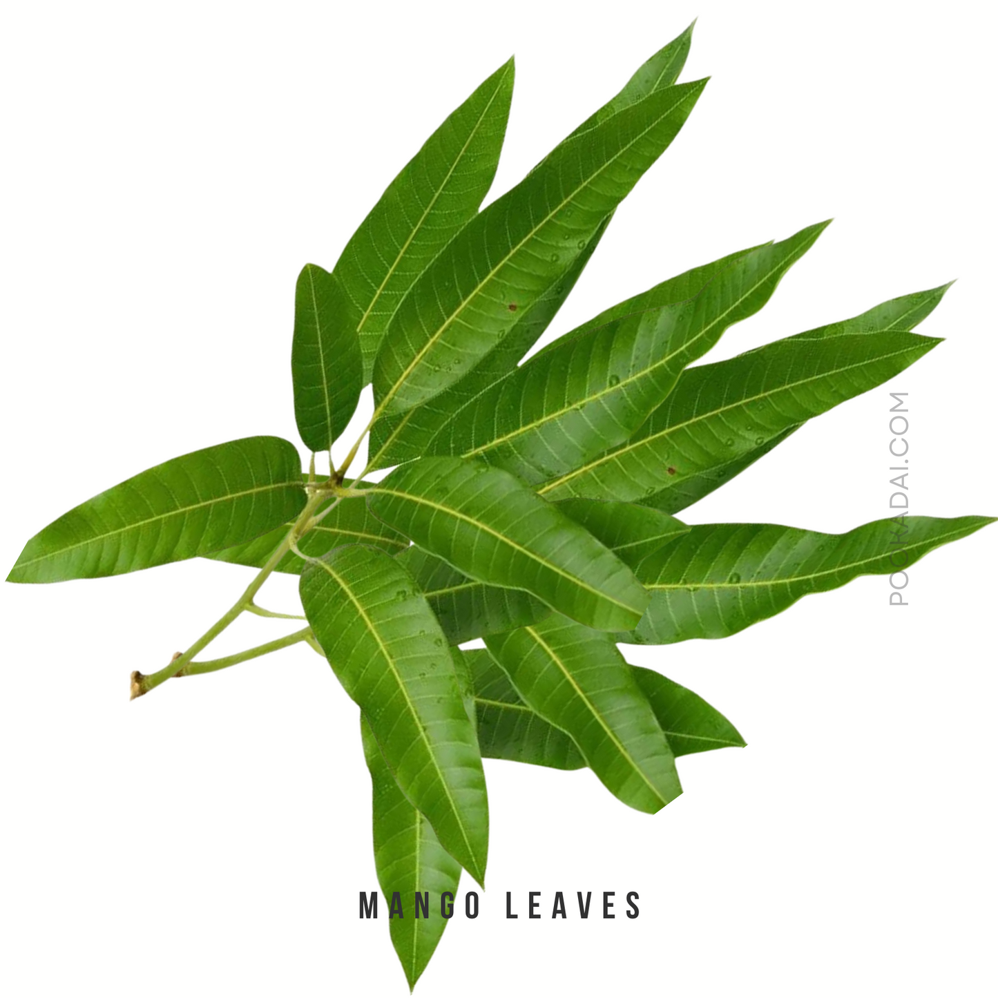 Mango Leaves - Pookadai Florist Toronto