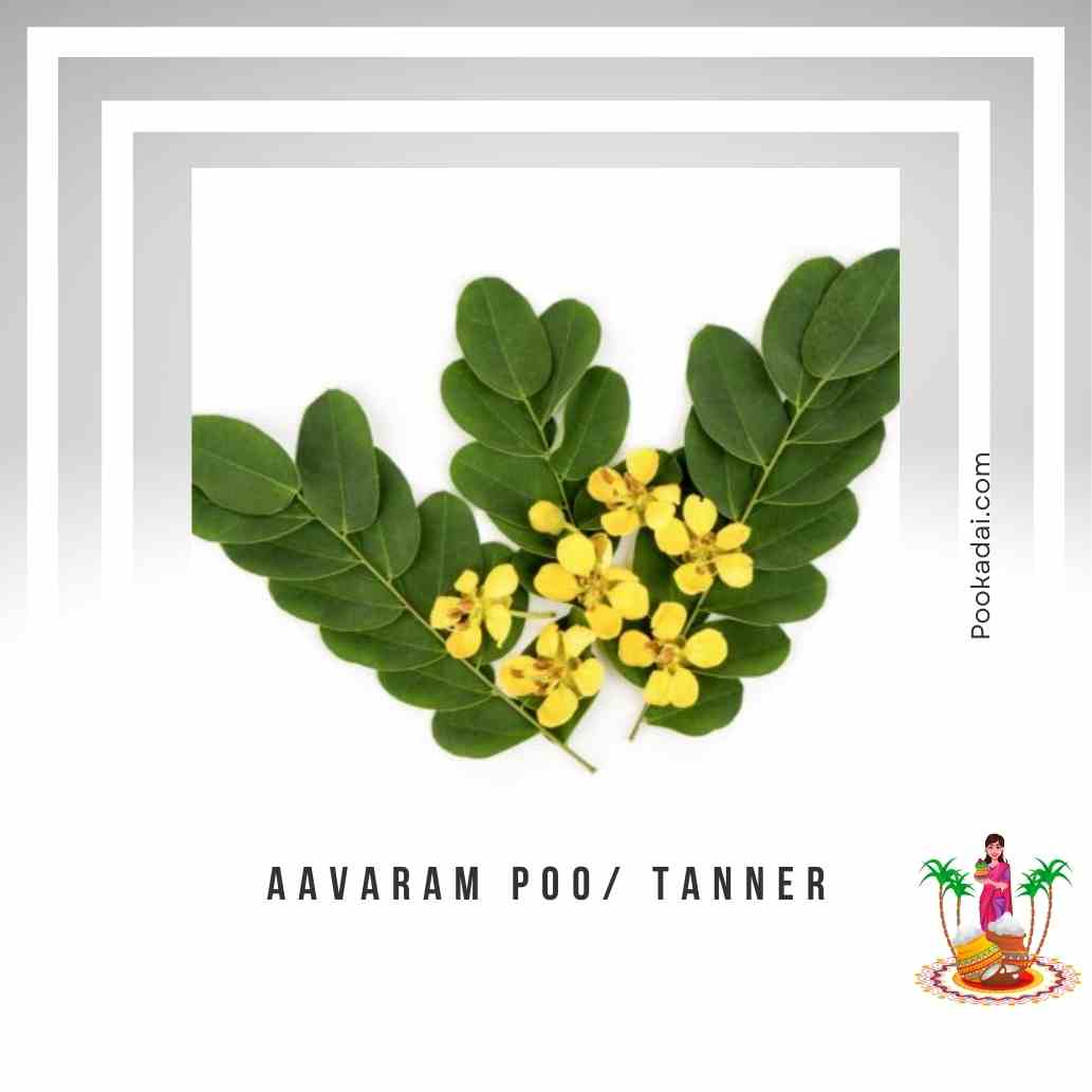 Aavaram poo/ Tanner - Pookadai Florist Toronto