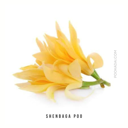 Shenbaga Poo - Pookadai Florist Toronto