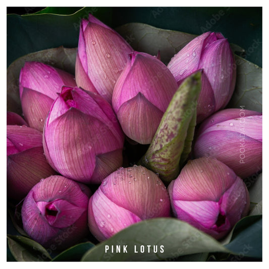 Fresh Lotus - Pookadai Florist Toronto