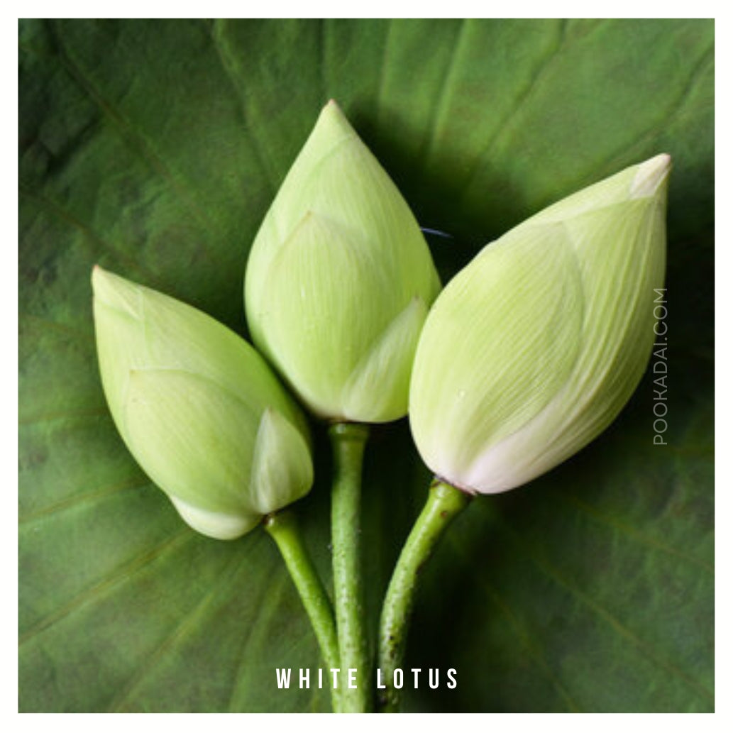 Fresh Lotus - Pookadai Florist Toronto