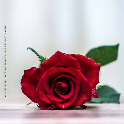 I Love You - Pookadai Florist Toronto