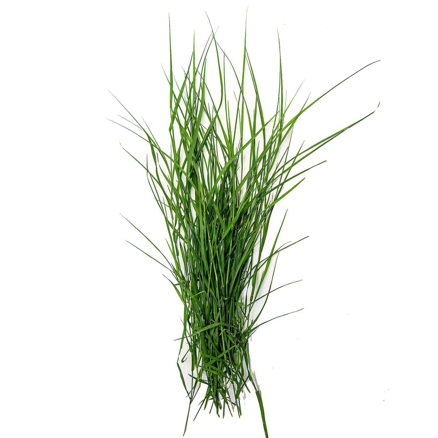 Arugam Grass
