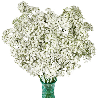Baby's Breath - Pookadai Florist Toronto