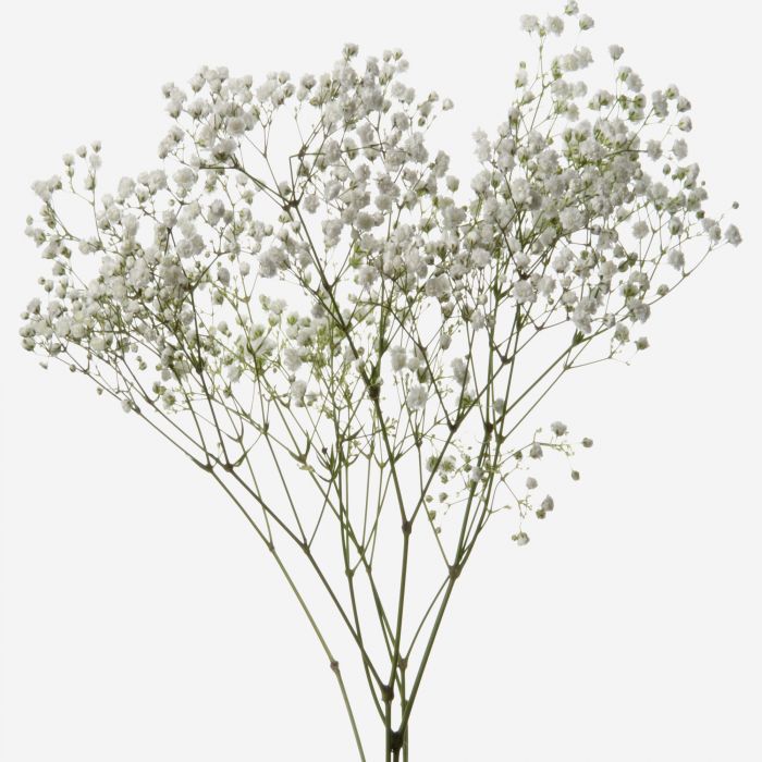 Baby's Breath - Pookadai Florist Toronto