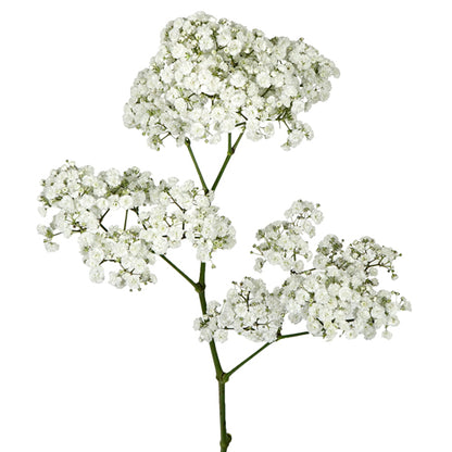 Baby's Breath - Pookadai Florist Toronto