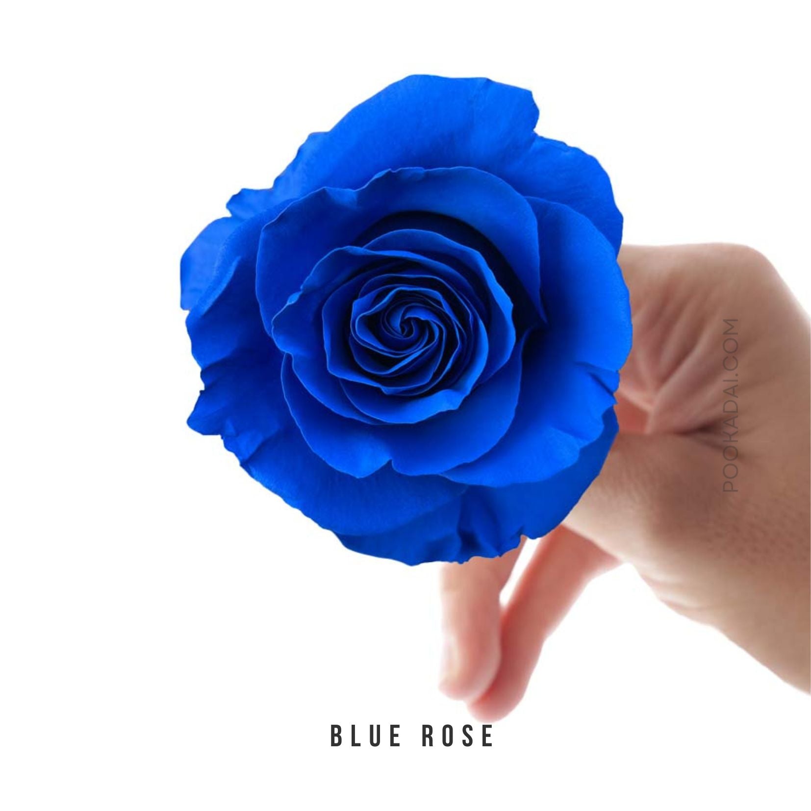 Fresh- Cut Roses – Pookadai Florist Toronto