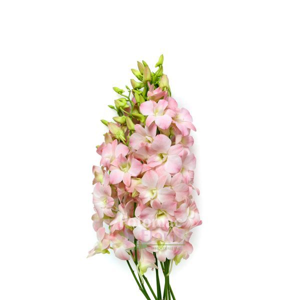 Dendrobium Orchids - Pookadai Florist Toronto