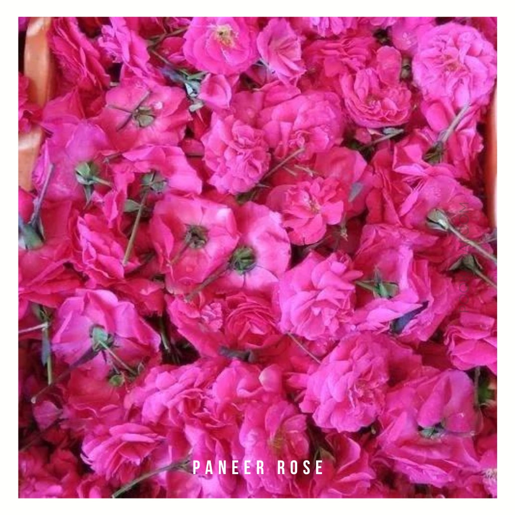Fresh Paneer Rose - Pookadai Florist Toronto