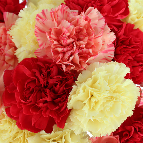 Fresh Carnation Petals - Pookadai Florist Toronto