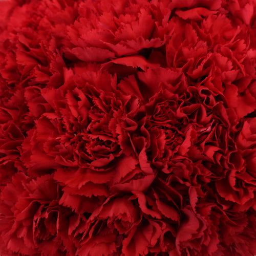 Fresh Carnation Petals - Pookadai Florist Toronto