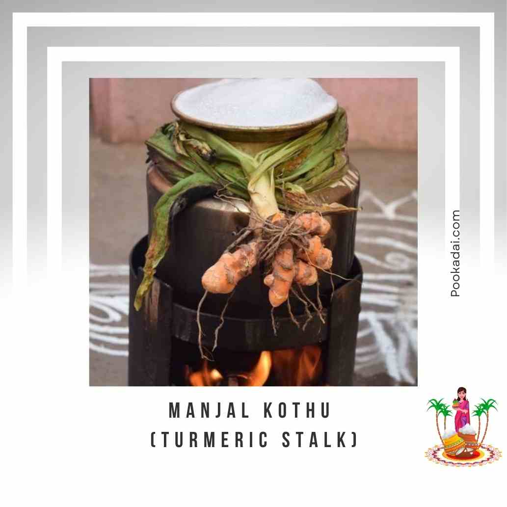 Manjal Kothu ( Turmeric Stalk ) for Pongal - Pookadai Florist Toronto