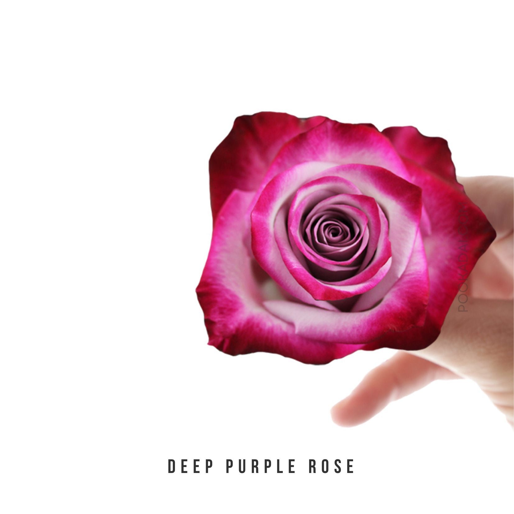 Fresh- Cut Roses – Pookadai Florist Toronto