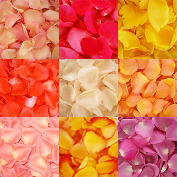 Flower Petals - Fresh Rose Petals