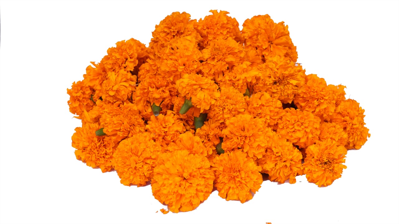 Fresh Marigold  / Sevvanthi / Banthipoolu - Pookadai Florist Toronto