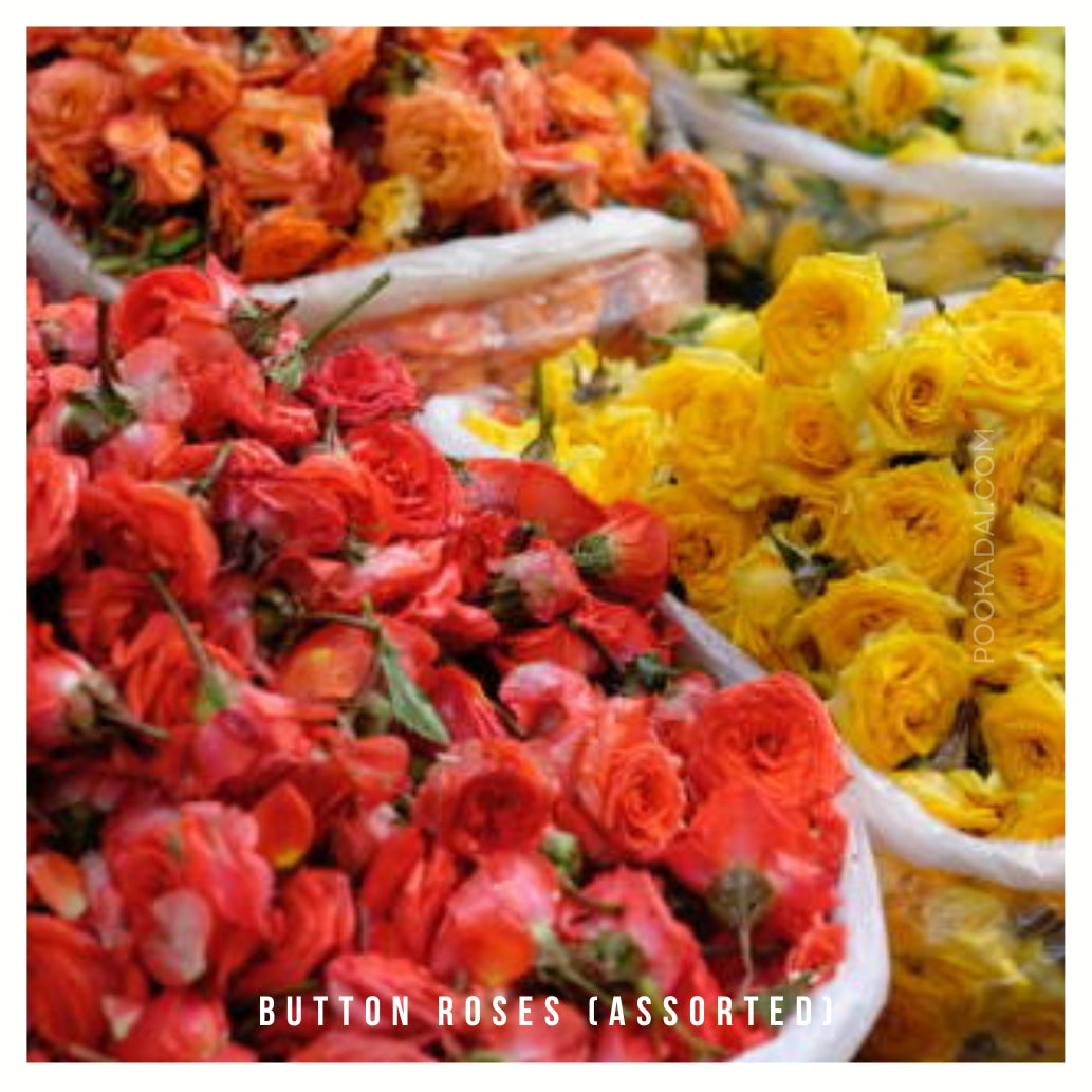 Button Up Roses Pooja Flowers – Loose Fresh Flowers for Daily Worship