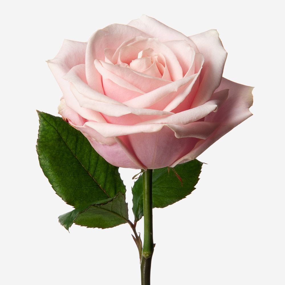 Rose Sympathy Wreath - Pookadai Florist Toronto