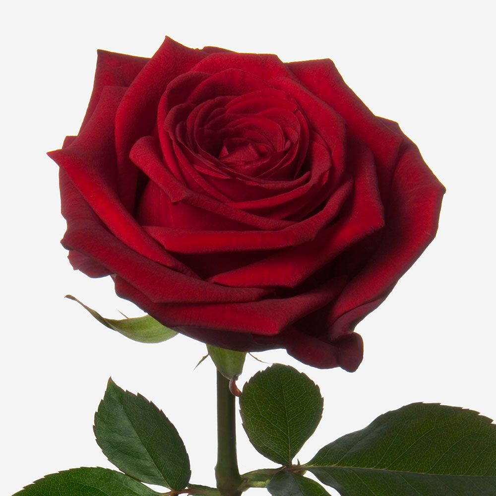 Rose Sympathy Wreath - Pookadai Florist Toronto