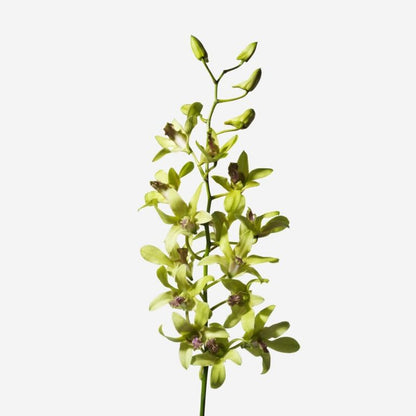 Dendrobium Orchids - Pookadai Florist Toronto