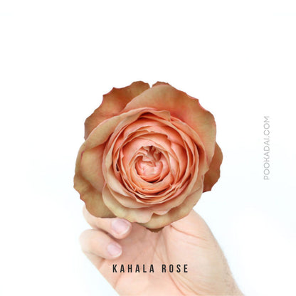 Fresh-Cut Roses - Pookadai Florist Toronto