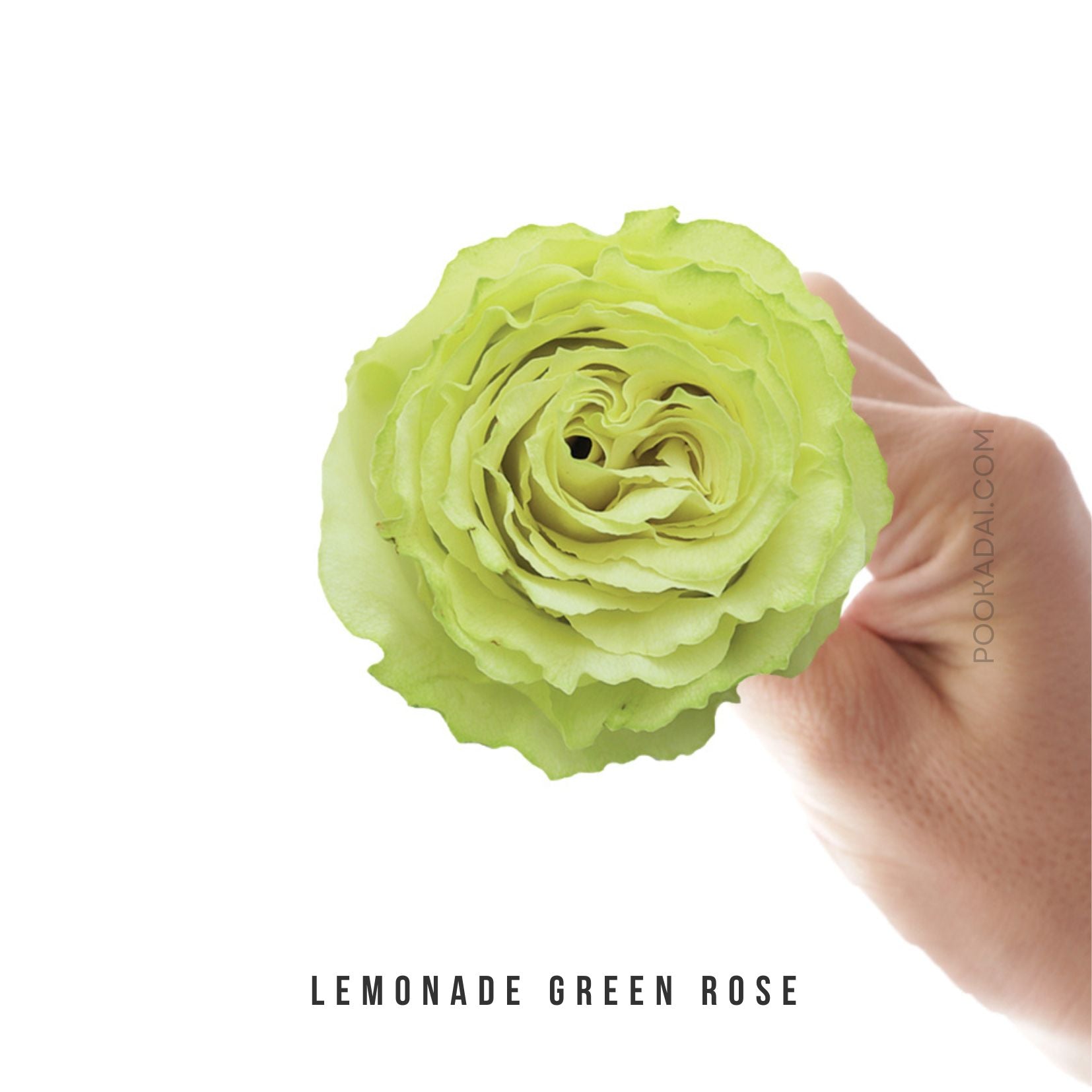 Fresh-Cut Roses - Pookadai Florist Toronto