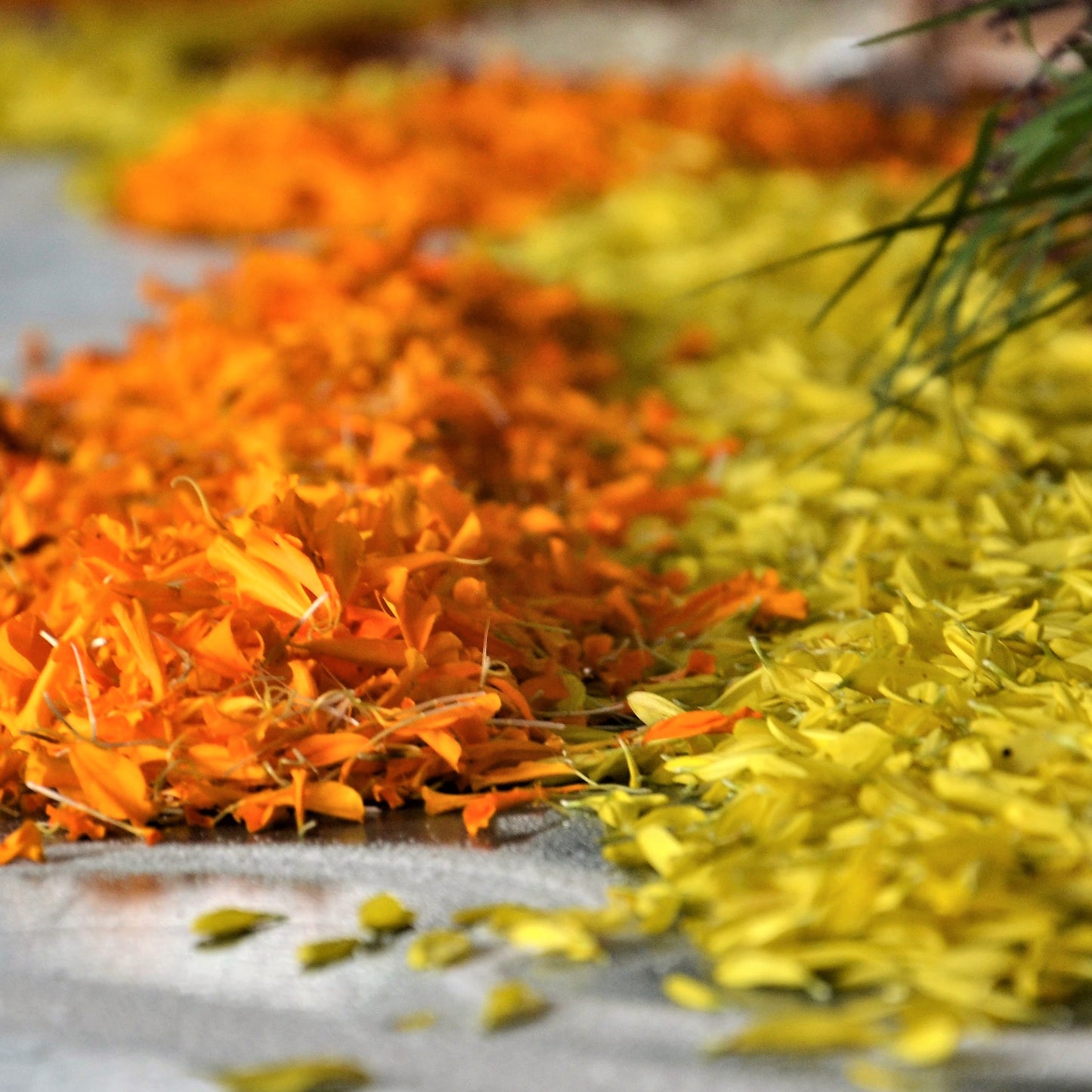 Flower Petals - Marigold